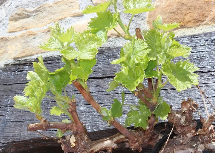 Bekoabadene * Menaka