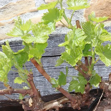 Bekoabadene * Menaka